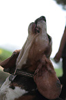 barking Basset Hound