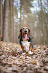 sitting Basset Hound