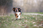 running Basset Hound