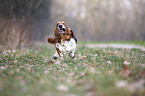 running Basset Hound