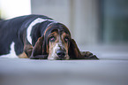 lying  basset hound