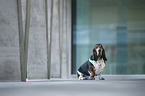 sitting basset hound