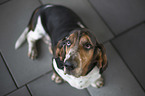 sitting basset hound