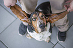 sitting basset hound