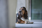 lying  basset hound