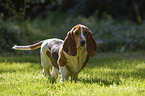 walking Basset Hound