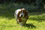 walking Basset Hound