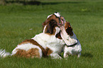 Basset Hound with Saint Bernard