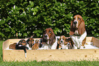 Basset Hounds