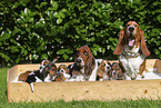 Basset Hounds