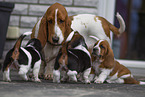 Basset Hounds