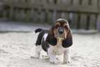 Basset Hound puppy