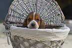 Basset Hound puppy