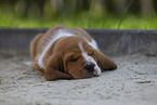 Basset Hound Puppy