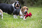 Basset Hounds