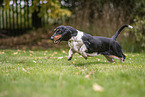 Basset Hound