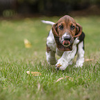 Basset Hound Puppy