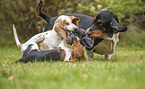 Basset Hounds