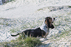 Basset Hound