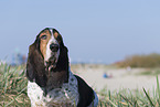 Basset Hound