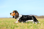 Basset Hound puppy