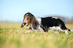 Basset Hound puppy