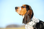 Basset Hound puppy