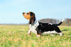 Basset Hound puppy