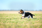 Basset Hound puppy