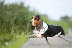 Basset Hound