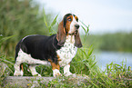 Basset Hound