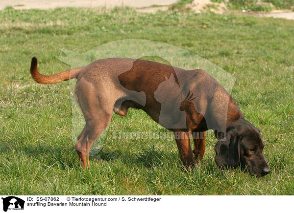 snuffling Bavarian Mountain Hound / SS-07862
