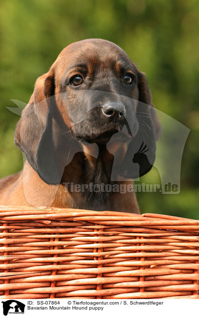 Bayerischer Gebirgsschweihund Welpe / Bavarian Mountain Hound puppy / SS-07864