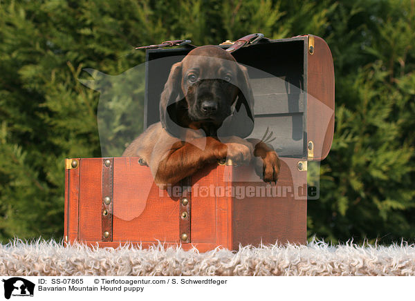 Bayerischer Gebirgsschweihund Welpe / Bavarian Mountain Hound puppy / SS-07865