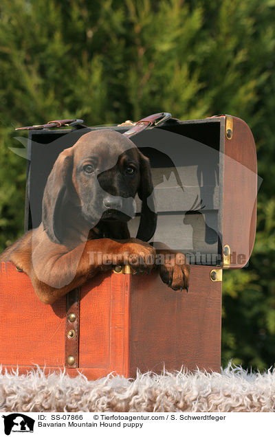 Bayerischer Gebirgsschweihund Welpe / Bavarian Mountain Hound puppy / SS-07866
