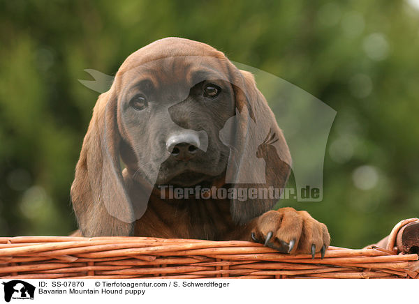 Bavarian Mountain Hound puppy / SS-07870