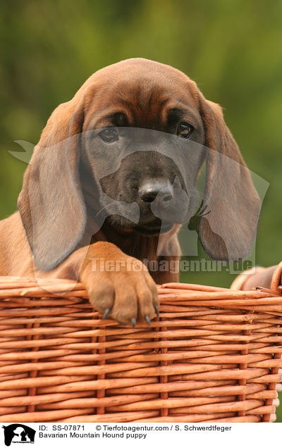 Bayerischer Gebirgsschweihund Welpe / Bavarian Mountain Hound puppy / SS-07871