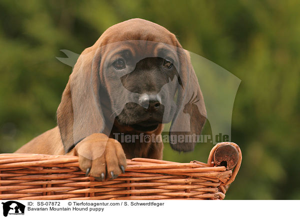 Bavarian Mountain Hound puppy / SS-07872