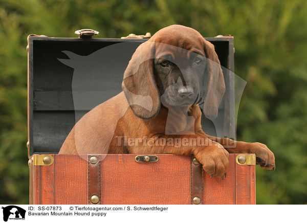 Bavarian Mountain Hound puppy / SS-07873