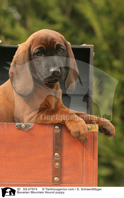 Bavarian Mountain Hound puppy / SS-07874