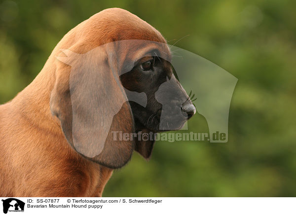 Bavarian Mountain Hound puppy / SS-07877