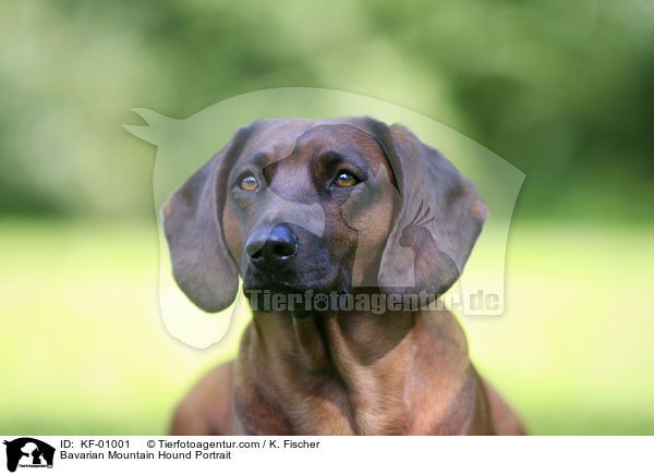 Bayerischer Gebirgsschweihund im Portrait / Bavarian Mountain Hound Portrait / KF-01001