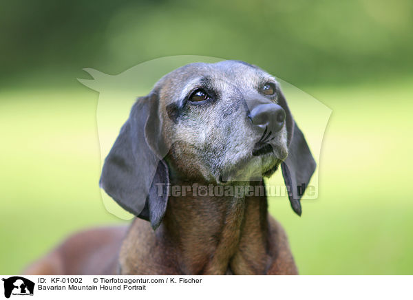 Bayerischer Gebirgsschweihund im Portrait / Bavarian Mountain Hound Portrait / KF-01002