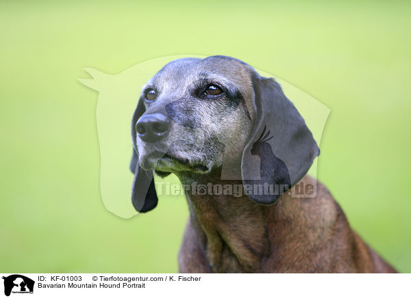 Bayerischer Gebirgsschweihund im Portrait / Bavarian Mountain Hound Portrait / KF-01003