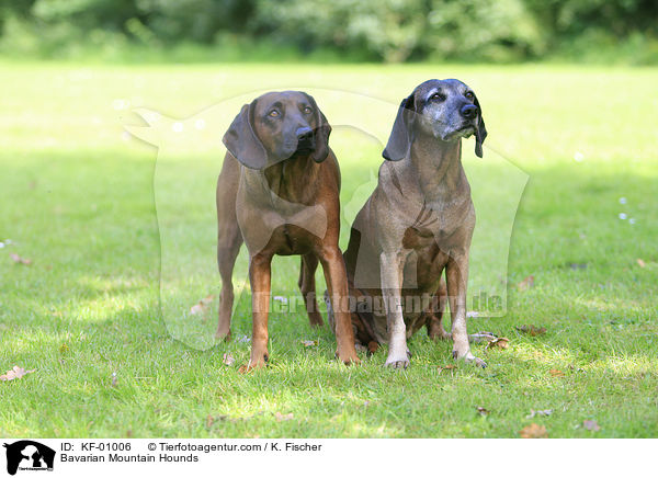 Bayerischer Gebirgsschweihunde / Bavarian Mountain Hounds / KF-01006