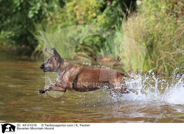 Bavarian Mountain Hound / KF-01016