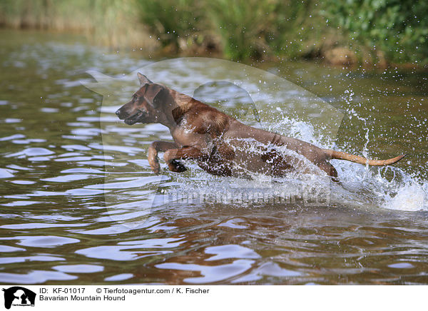 Bayerischer Gebirgsschweihund / Bavarian Mountain Hound / KF-01017