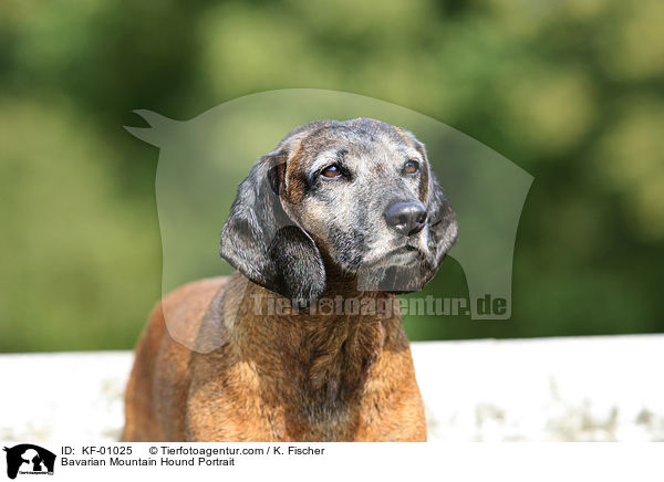 Bayerischer Gebirgsschweihund im Portrait / Bavarian Mountain Hound Portrait / KF-01025