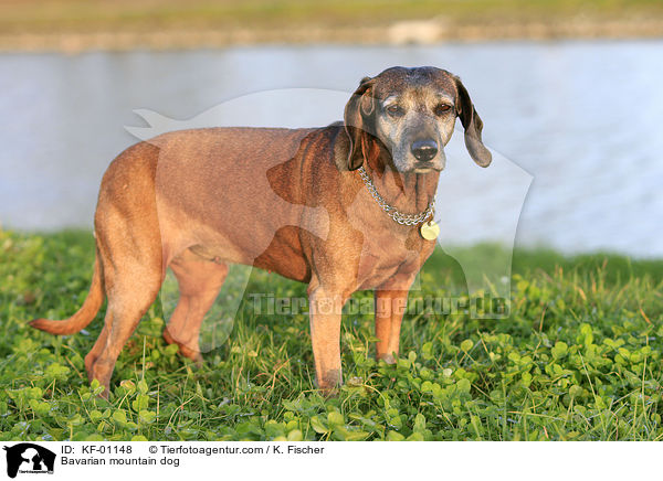 Bayerischer Gebirgsschweihund / Bavarian mountain dog / KF-01148