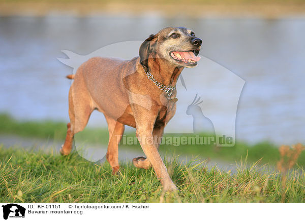 Bayerischer Gebirgsschweihund / Bavarian mountain dog / KF-01151